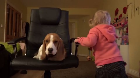 Life With Naughty Beagle Puppy—Too Real