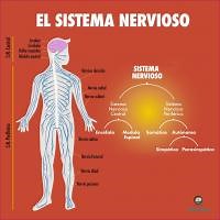 Sistema nervioso, sus partes y funciones