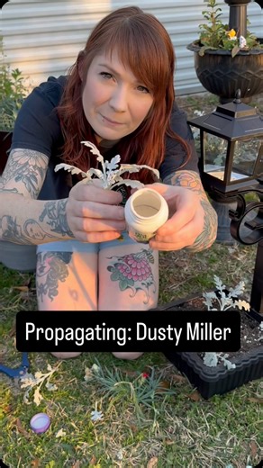 Slightly Knowledgeable Gardener on Instagram: "Propagating Dusty Miller in soil is one of the easiest ways to multiply this beautiful silver foliage plant 🤍🌿 Take a healthy cutting, remove the lower leaves, dip in rooting hormone, and place directly into well draining potting mix. Keep the soil lightly moist and in bright, indirect light until roots form. In a few weeks, you’ll have brand new Dusty Miller plants ready for your garden beds or containers!"