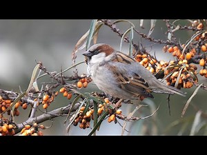 House Sparrow and its Call