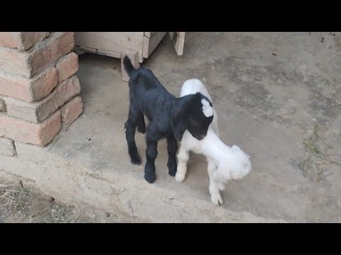 Cute Baby Goat Playing & Jumping | Fun Village Moments