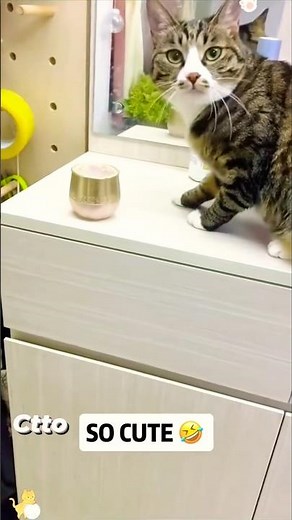 Best Guilty Cat Faces: A Hilarious Compilation 🐱 #catlovers #shorts