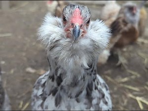 My Hen Survived a Hawk Attack (Her Survival Story & How I Helped Her Recover)