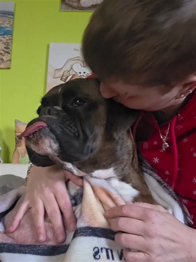 Boxer Dogs: The One and Only Love