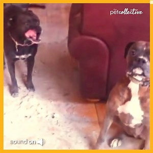 Don't leave these two boxers alone in a house! | Try Not to Laugh