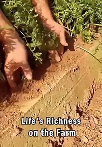 Lifes richness on the farm | Trend Rush