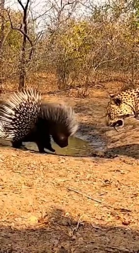 Leopard bravely takes in adult porcupine | Cut By Coach