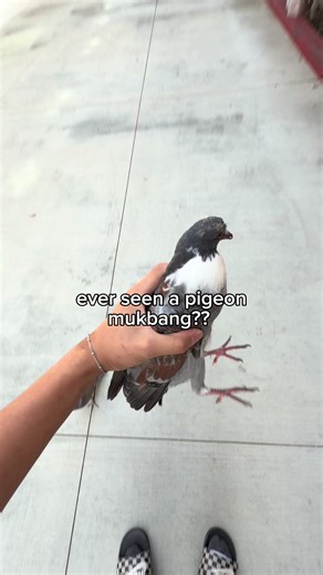 Why Are Pigeons Fiending? Signs Your Pigeon Needs Help