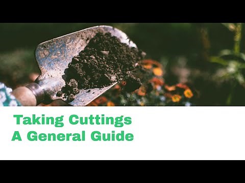 Griselinia Cuttings - The Updated Guide