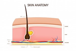 Human skin anatomy vector. Skin layers structure. Epidermis, dermis,...