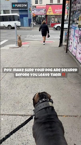 This was a close to m￼e😳🫣 please make sure you tie your dogs up good this could of went bad 💯