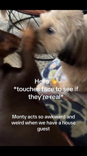Monty being awkward and socially silly 🤪 #awkward #awkwardmoments #fyp #foru #foryоu