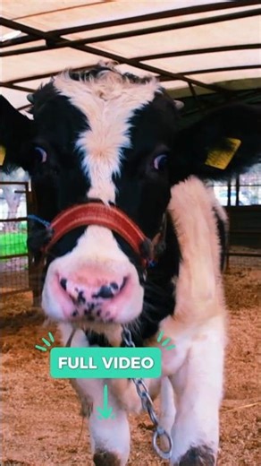 The Most Isolated Village in Turkey Countryside #shorts #countrysidelife #countryside