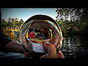 Topwater Bass Fishing Blowups Series 11 - Sixty Big Bass Strikes