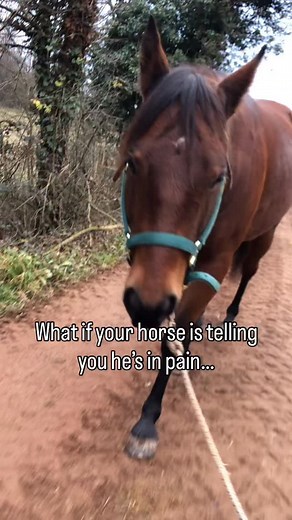 6K views · 12 shares | People often look at a horse’s behavior and...