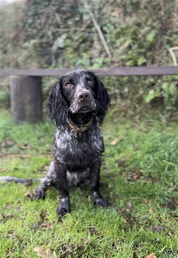 Exploring the Joys of Raising a Cocker Spaniel