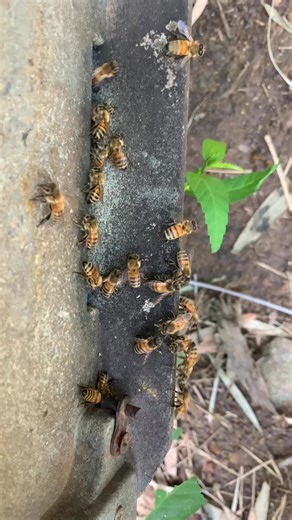 3.6K views · 88 reactions | Bees are nature’s tireless workers, visiting flower after flower to collect pollen.  Each tiny bee plays a huge role in pollination, helping plants grow, fruits ripen, and our world stay vibrant. Their dedication reminds us that even the smallest creatures can make the biggest difference. ✨#BeeLife #Pollinators #SaveTheBees #NatureLovers | WeBee | Facebook