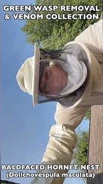 LARGE HORNETS NEST REMOVED FROM DANGEROUS ROOF! HOW TO REMOVE WASP NESTS SAFELY IF WORKING AT HEIGHT
