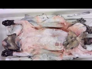 Cat Dissection: Skinning - Part II