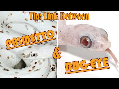 PALMETTO and their BUGEYE problem... 0_0 Corn Snake Morph Deep Dive #30