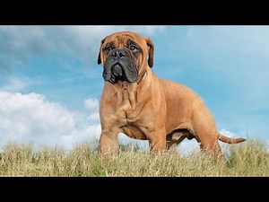 THE BULLMASTIFF DOG - BEST DOG TO PROTECT YOUR HOME FROM BURGLARS