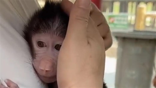 A popular Hamadryas baboon in north China's Hengshui Wildlife Park has gone viral. #baboon #wildlife #China | China Xinhua News