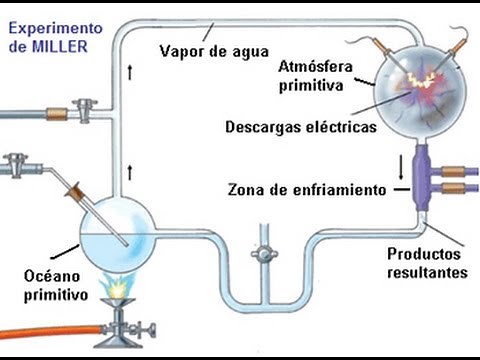MILLER'S EXPERIMENT, MOLECULAR BIOLOGY EA)
