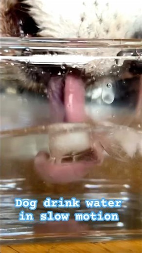 Dog drink water in slow motion. #husky #slowmotion #dog