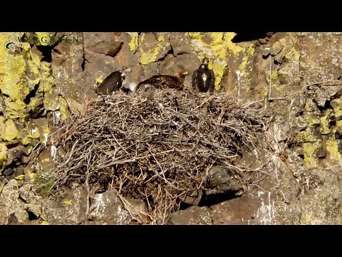 Golden Eagle Nest | Washington