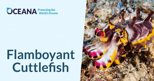 Flamboyant Cuttlefish | Oceana