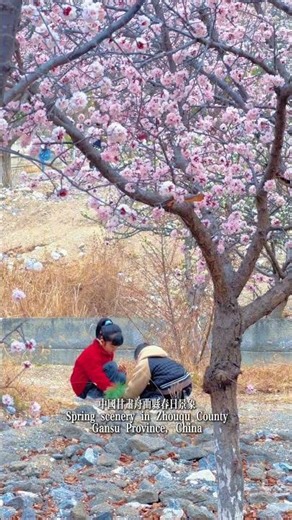 Spring scenery in Zhouqu County, Gansu Province, China.