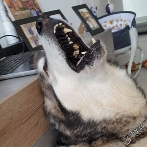 339K views · 10K reactions | Come on Luna stop it your so loud  | Alaskan wolfdog | Facebook