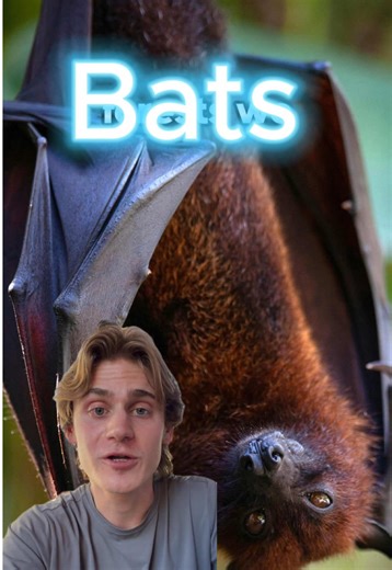 Why Bats Are Amazing Creatures