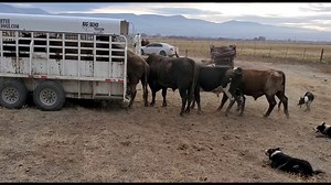 Loading Bucking Bulls in the Big Bend Trailer - 1Funny.com