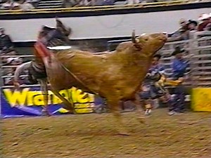 Flying 5/Big Bend Rodeo's #77 Yellow Jacket bucks off Vic Dubray during the short round at a 1997 BRO event in Long Beach, CA. | All Things Roughstock