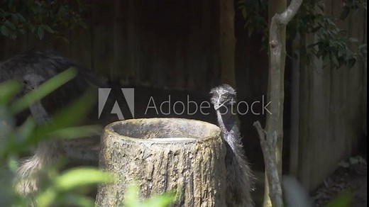 Two Emu Birds Feeding At Singapore Zoo. - Closeup