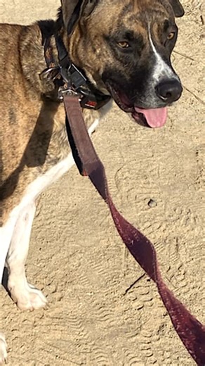 Meet Johnny Cash, a fun‑loving, adventurous three-and-a-half-year-old Boxer/Husky mix based in Los Angeles, CA! 🐕 He’s built for the open trail and would make an incredible running companion, then after all that adventure he’s ready to curl up for cozy family time. He’s great with kids ages 10 and 13, enjoys playtime with the right dog friends, and cherishes his chew bone after a long run. He’s house‑trained and obedience‑trained, on a special hydrolyzed protein diet due to a sensitive stomach,