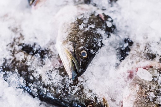 Four Reasons to Reconsider Frozen Fish | The Better Fish® Barramundi by Australis Aquaculture