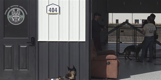 Guardian Shepherd Service Dogs provides a loyal companion for disabled veterans