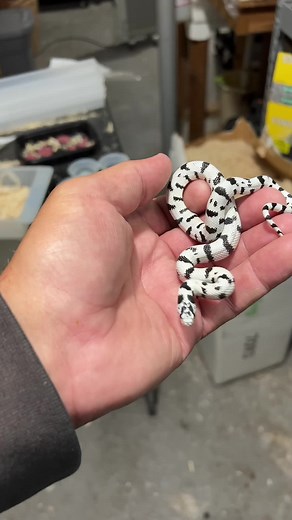 50/50 Cal King: Your Ultimate Guide to California Kingsnakes