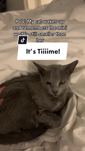 Their relationship is progressing? 😂 #catanddog #pomsky #pomskypuppies #pomskypuppy #dogsoftiktok #puppiesoftiktok #dogstory #dogstories #puppylove #puppystories #dogviral #dogtrends #puppyviral #puppytrend #TorviFreya #TorvitheBluePearlPomsky #BluePearlPomskies #tythebluepearlpomsky #catsoftiktok