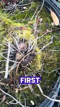 The sundews are awake!