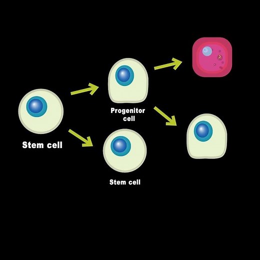 Stem Cells vs Progenitor cells (What's the Difference)?