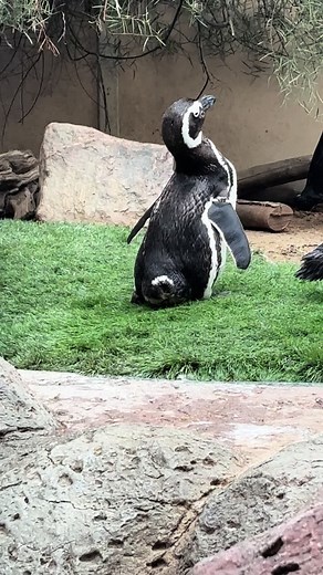 Exciting Penguin Encounter at SeaWorld San Diego