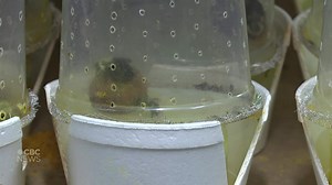 From one insect to to millions: Why this family is breeding bugs in Essex-County