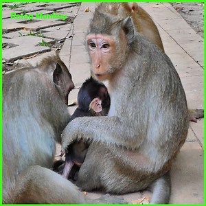 3.7K views · 103 reactions | O.M.G! Small monkey gets scratch & scratch by Mom!! | RESEP Monkey | Facebook