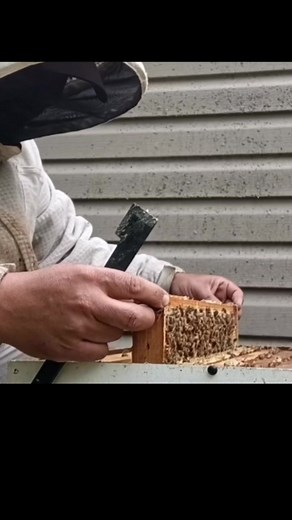 2.4K views · 42 reactions | Medium Beekeeping Frame in a Deep Box | Foundationless Beekeeping | Swarmstead Bees and Gardening | Facebook