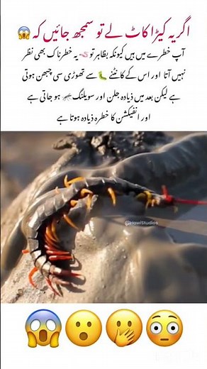 Centipede Bite Symptoms Facts #centipede #naturelovers #animals #naturefacts #wildlife #nature