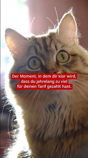 Wechsel jetzt auf einen smarten Tarif bei MediaMarkt und dein Geldbeutel schnurrt wieder! 📱🐱
