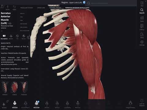 Muscles of the arm /upper appendage.